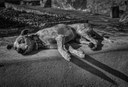 Projeto cria central virtual para adoção de cães e gatos em Álvares Machado